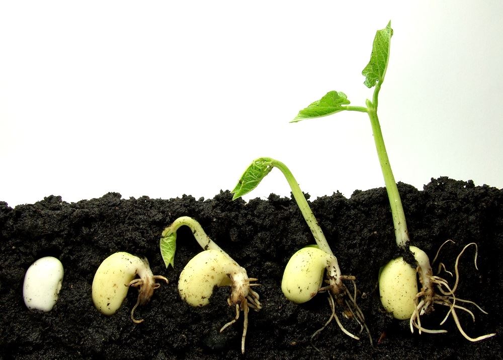 Seed & Seedling